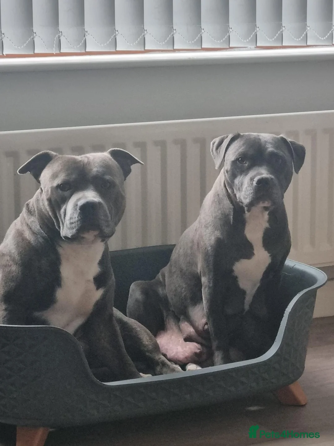 Staffordshire Bull Terrier dogs for sale: Blue staff pups  in Belfast - Advert 1