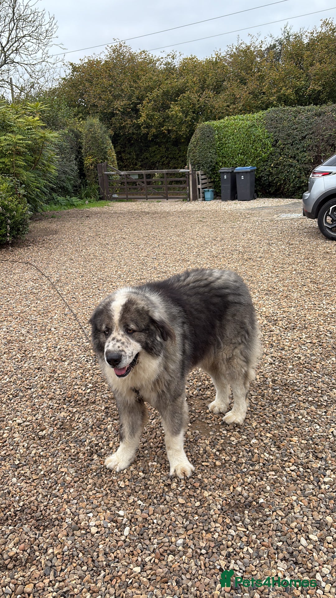 Caucasian Shepherd Dog dogs for stud: Gorgeous Caucasian Shepherd for Stud - Image 2