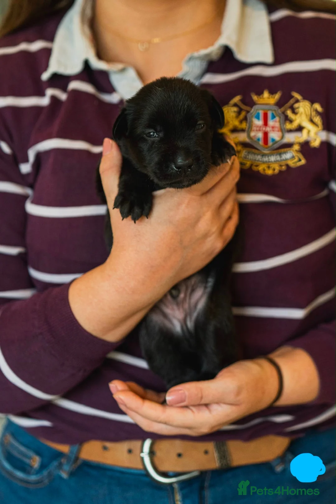 Mixed Breed dogs for sale: Family-raised puppies looking for loving homes - Advert 27