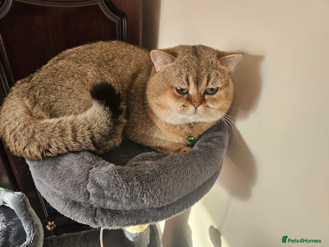 British Shorthair cats for sale: Blue, Feline - Advert 6