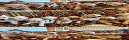 Golden Retriever dogs for sale: Gorgeous Golden Retriever Puppies  - Advert 1