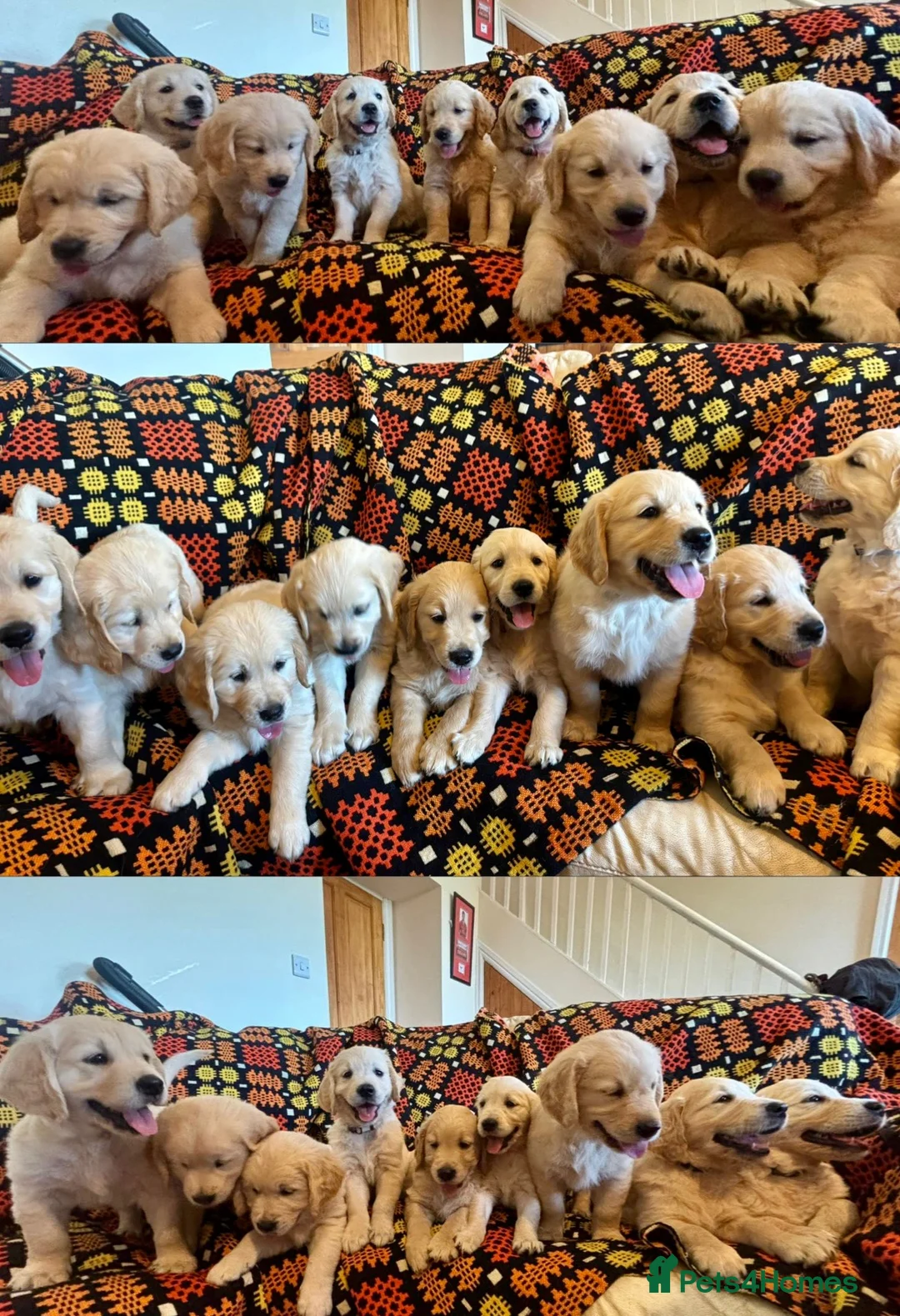 Golden Retriever dogs for sale: Gorgeous Golden Retriever Puppies  - Advert 1