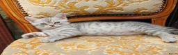 British Shorthair cats for sale: kittens looking for forever family  - Advert 9