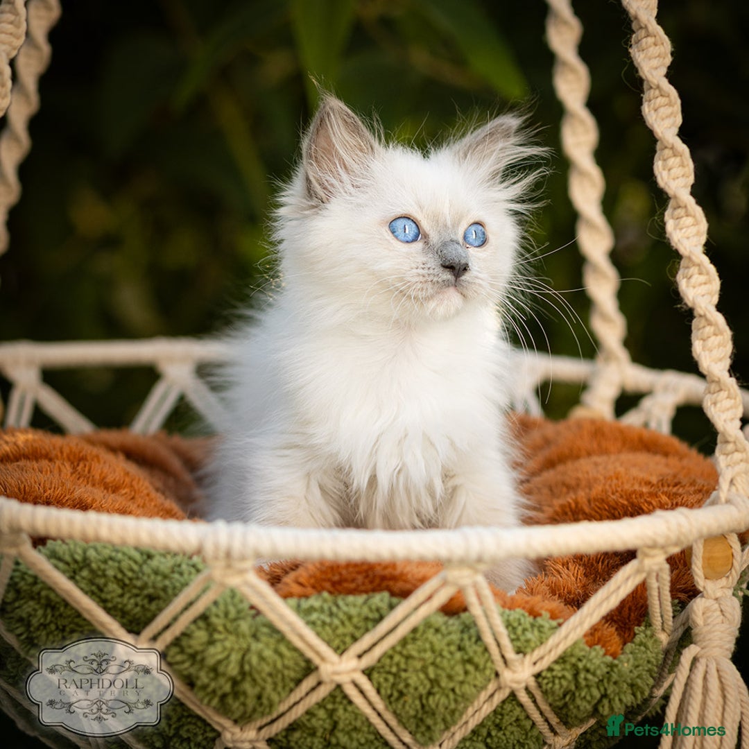 Ragdoll cats for sale: Pure Ragdoll Blue Mitted Girl TICA - Image 1