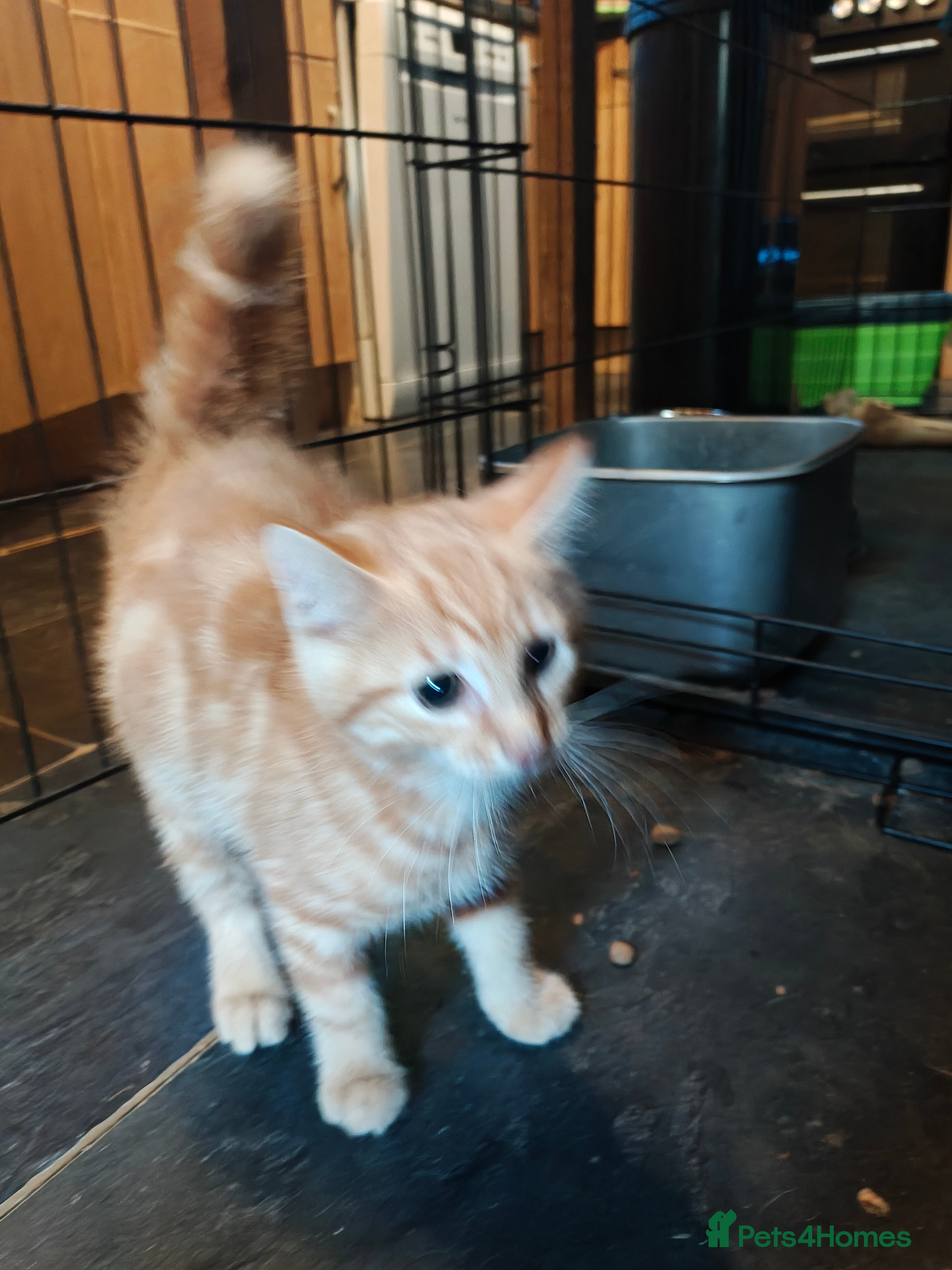 Mixed Breed cats for sale: 3 boys and 1 girl  in Northampton - Advert 5