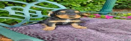 Cocker Spaniel dogs for sale: Cocker spaniel puppies - Advert 6