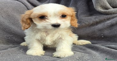 Cavapoo dogs - Advert 11