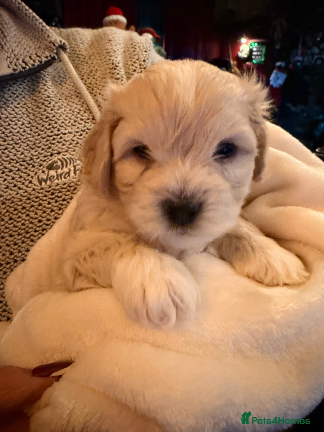 Mixed Breed dogs for sale: Malticavapoo - Advert 12