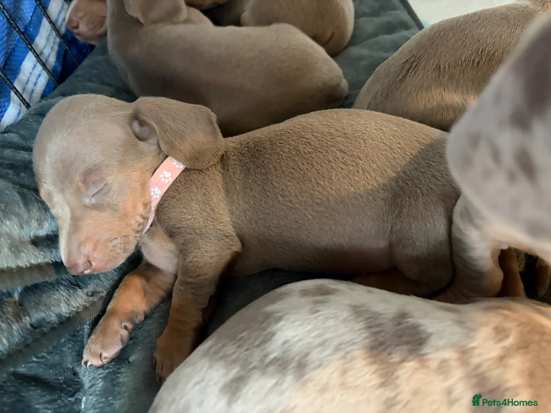 Miniature Dachshund dogs for sale: Miniature Dachshund Isabella’s puppy’s 😍😍 - Advert 7