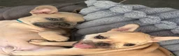 French Bulldog dogs for sale: 🐾 French Bulldog Puppies – ready for new homes 🐾 in Crawley - Advert 8