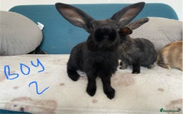 Mixed Breed rabbits for sale: Beautiful baby bunnies - Image 10
