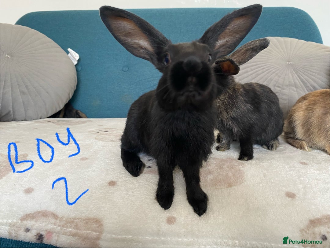 Mixed Breed rabbits for sale: Beautiful baby bunnies - Image 10
