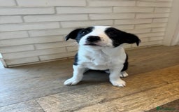 Border Collie dogs for sale: 2 Border Collie Pups for Sale (both bitches)  - Image 4