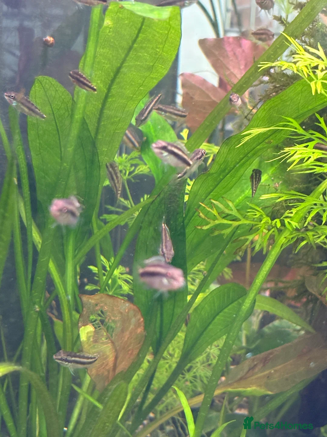 Cichlids fish for sale: Kribensis - Advert 2