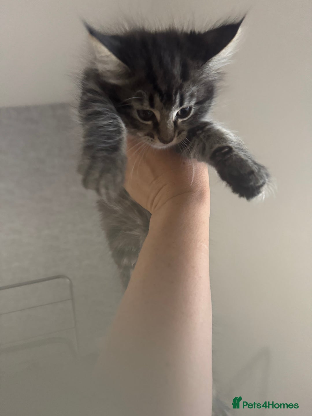 Mixed Breed cats for sale: 2 kittens looking for their forever homes - Image 5