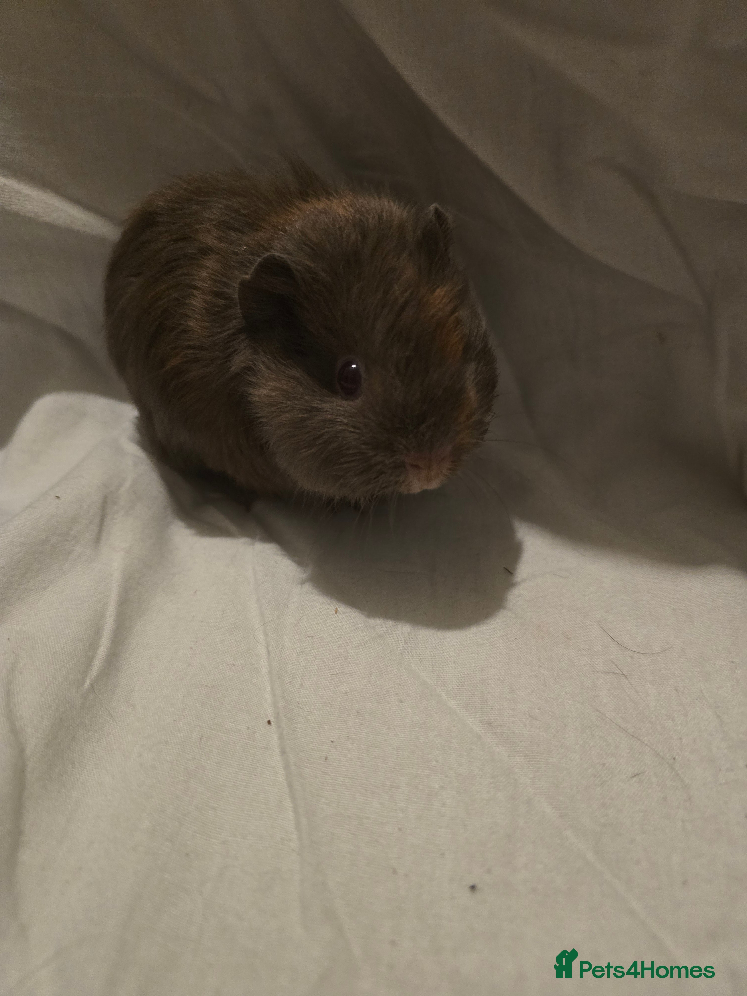 Guinea Pig rodents ✨ TWO MALE BABY GUINEA PIGS – READY NOW ✨ - Advert 3