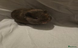 Guinea Pig rodents for sale: ✨ TWO MALE BABY GUINEA PIGS – READY NOW ✨ - Advert 1