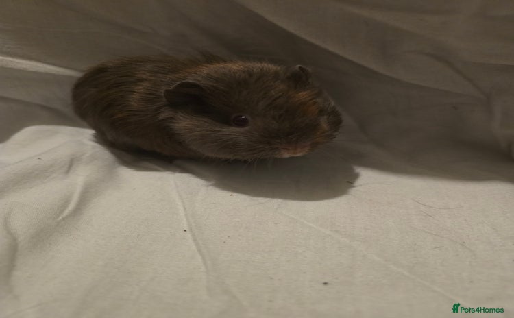 Guinea Pig rodents ✨ TWO MALE BABY GUINEA PIGS – READY NOW ✨ - Advert 2