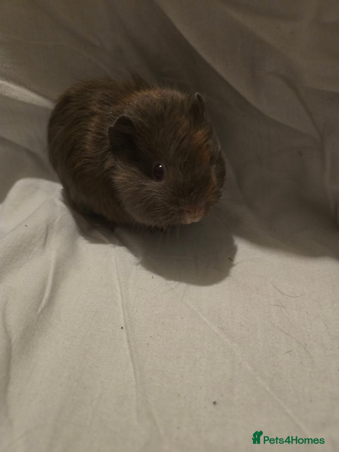 Guinea Pig rodents for sale: ✨ TWO MALE BABY GUINEA PIGS – READY NOW ✨ - Advert 1