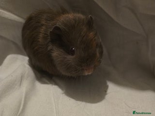 Guinea Pig rodents ✨ TWO MALE BABY GUINEA PIGS – READY NOW ✨ - Advert 1