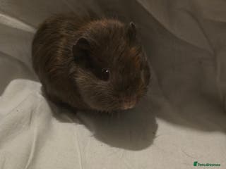 Guinea Pig rodents ✨ TWO MALE BABY GUINEA PIGS – READY NOW ✨ - Advert 11