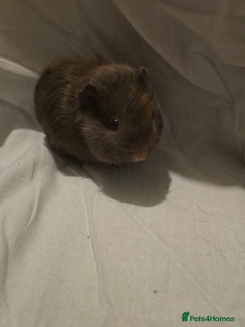 Guinea Pig rodents ✨ TWO MALE BABY GUINEA PIGS – READY NOW ✨ - Advert 1