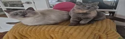 British Shorthair cats for sale: Ready! GCCF parents with champions in line,BSH - Advert 5