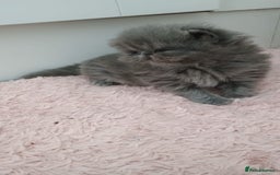 Persian cats for sale: Pure Bred Persian Babies GCCF Registered Breeder - Image 4