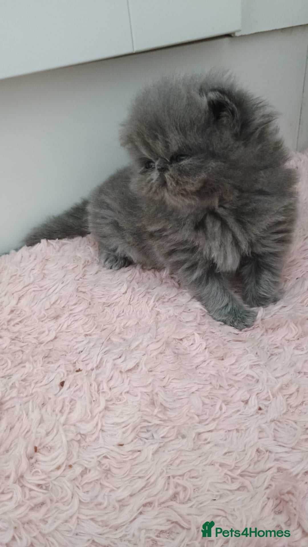 Persian cats for sale: Pure Bred Persian Babies GCCF Registered Breeder - Image 4