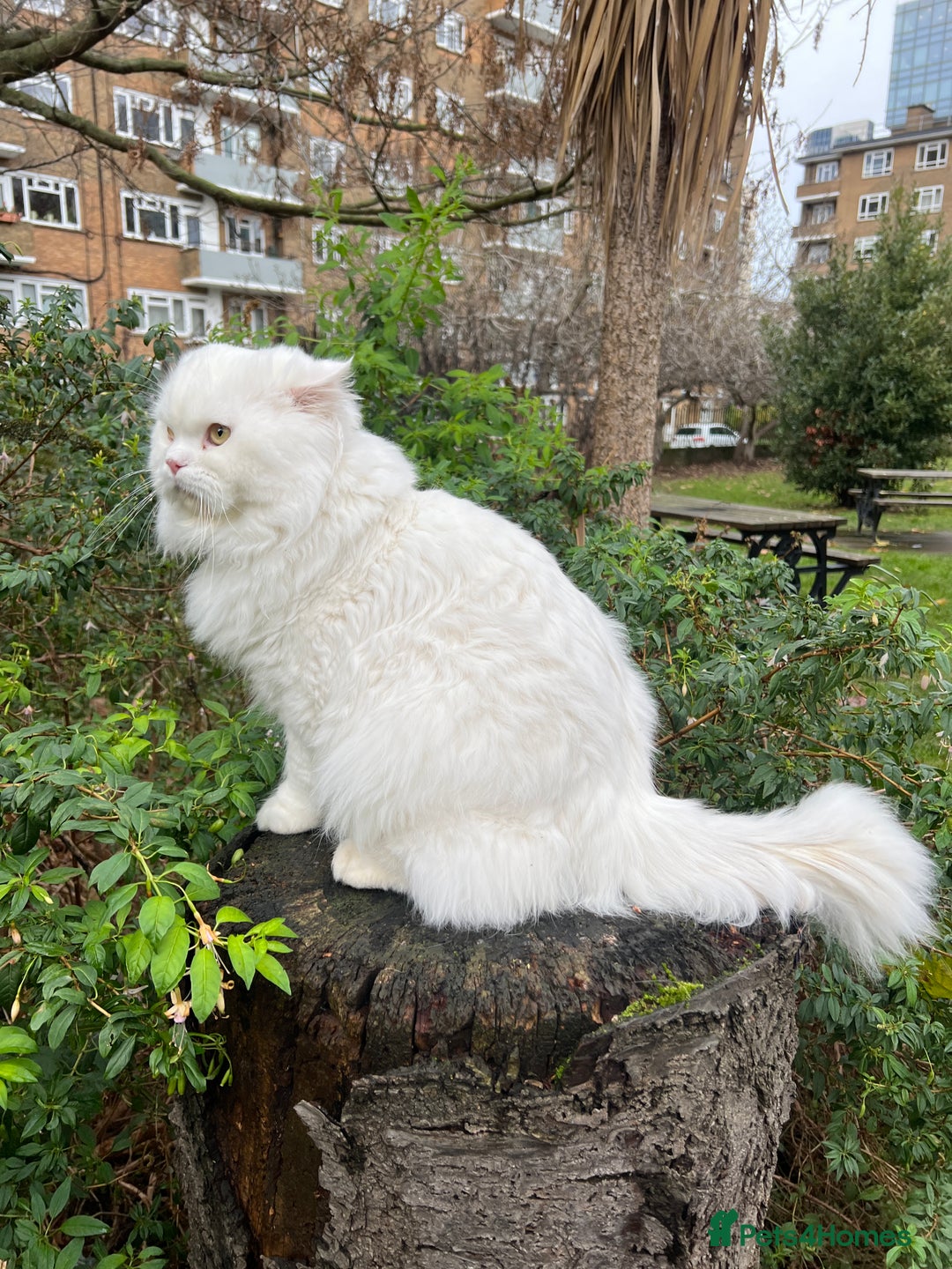 Persian cats for stud: Nice Persian ready to stud - Advert 1