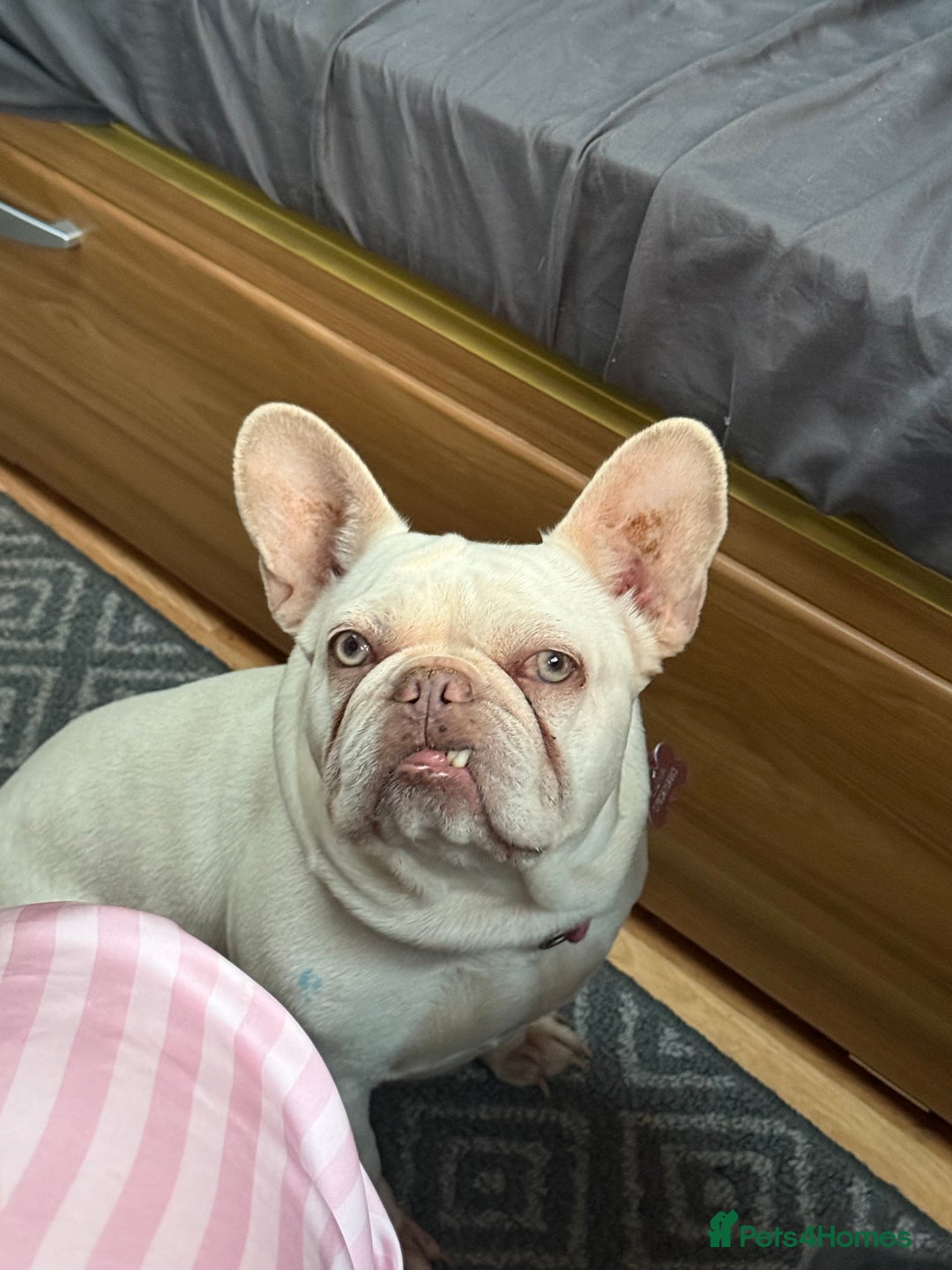 French Bulldog dogs for sale: Luna  - Advert 1