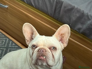 French Bulldog dogs Luna - Advert 17