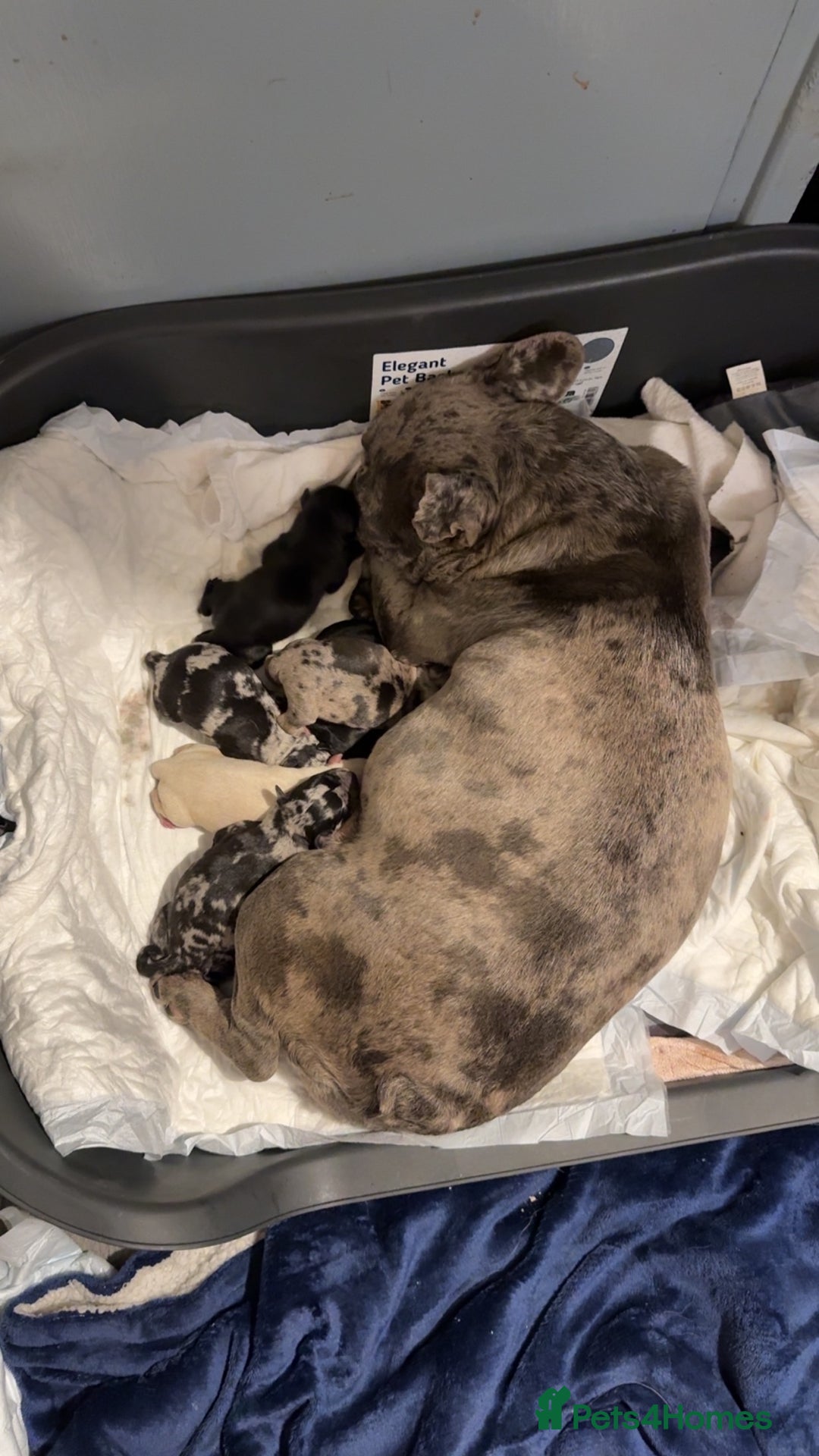 Mixed Breed dogs for sale: Beautiful Frenchie x Labrador puppies  - Advert 8