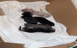 Dachshund dogs for sale: 2 male dachshund available for loving homes - Image 1