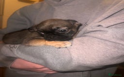 Mixed Breed dogs for sale: Last 2 puppies  - Image 2