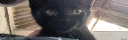 Mixed Breed cats for sale: Farm kittens black and white - Advert 5