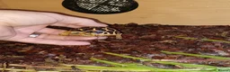 Tortoise reptiles for sale: INDIAN STAR TORTOISE BABY UK BRED AUTUMN 2025 - Advert 7