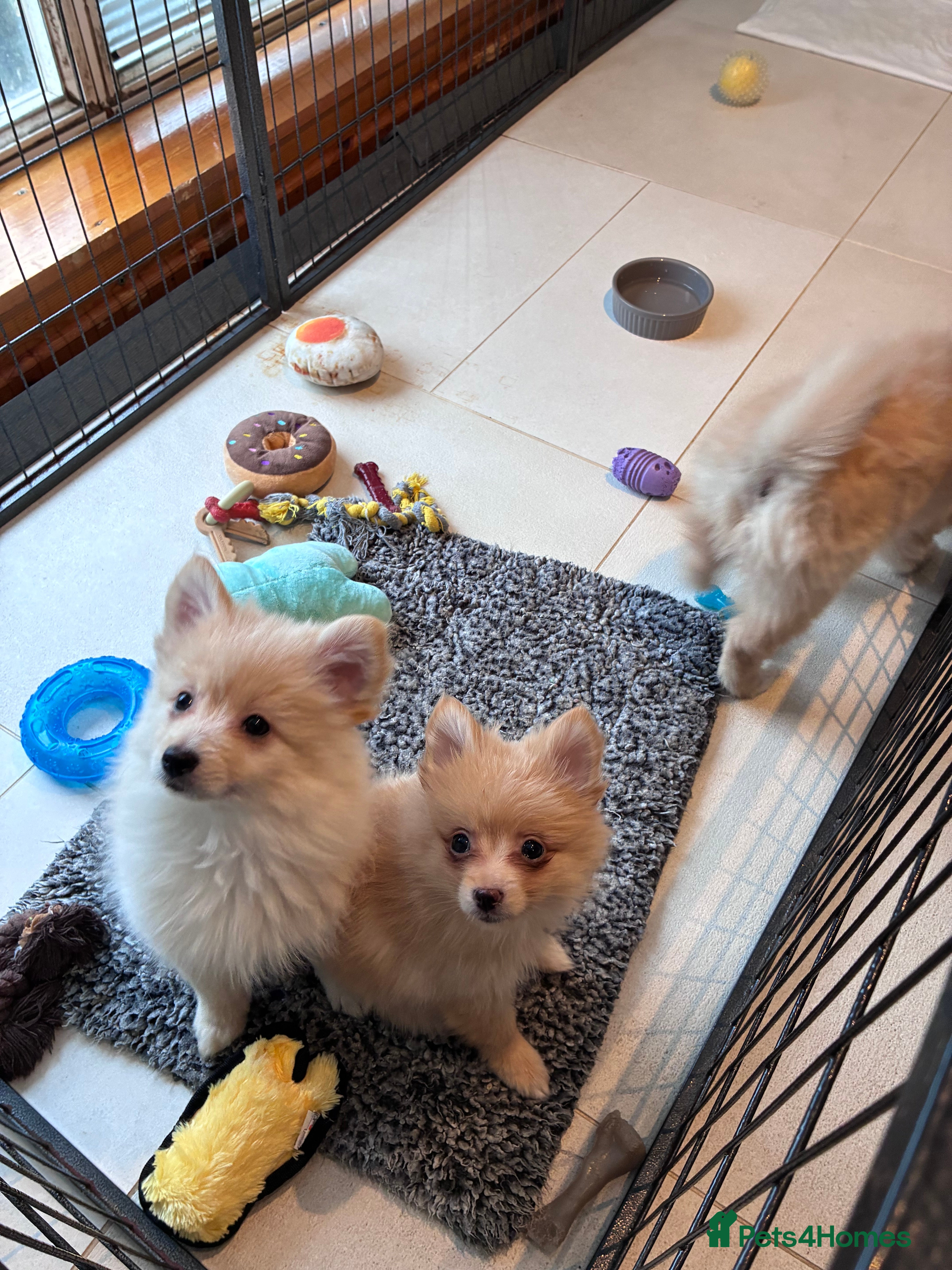 Pomsky dogs Amazing pomsky puppies - Advert 3