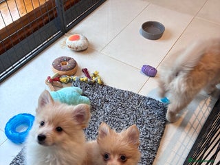 Pomsky dogs Amazing pomsky puppies - Advert 3