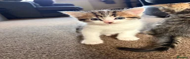 Mixed Breed Kitten 4