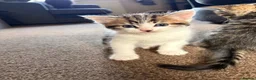 Mixed Breed cats for sale: 4 Beautiful Kittens For Sale 🥰 - Advert 7
