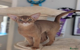Abyssinian cats for sale: Stunning Abyssinian Babies  - Image 2