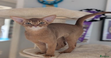 Abyssinian cats - Advert 11