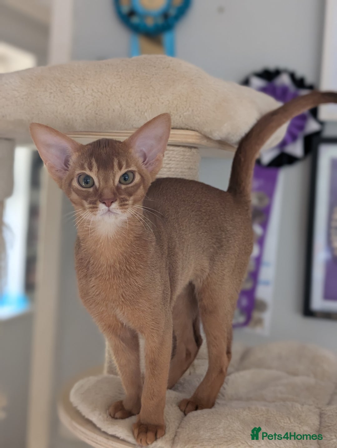 Abyssinian cats for sale: Stunning Abyssinian Babies  - Image 2