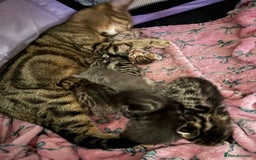 Bengal cats for sale: Russian Blue Bengal Kittens - Image 14