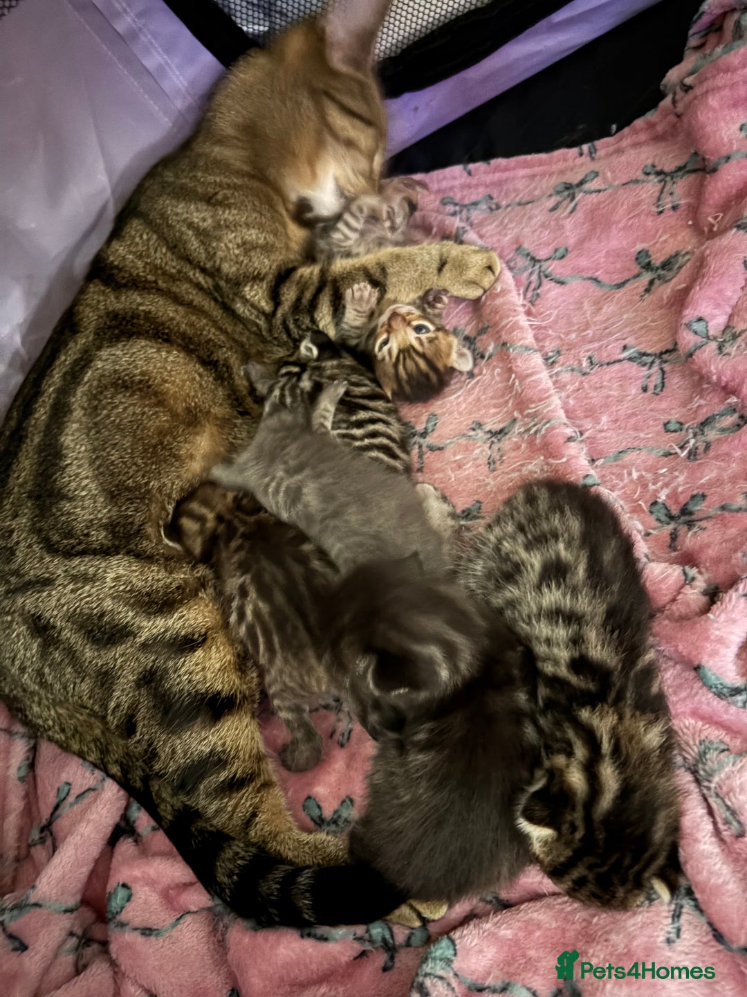 Bengal cats for sale: Russian Blue Bengal Kittens - Image 14