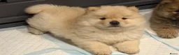 Chow Chow dogs for sale: Beautiful KC Registered Chow Chow Puppies  - Advert 23