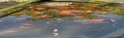 Fancy Goldfish fish for sale: Pond contents mix of goldfish and Koi? - Advert 2
