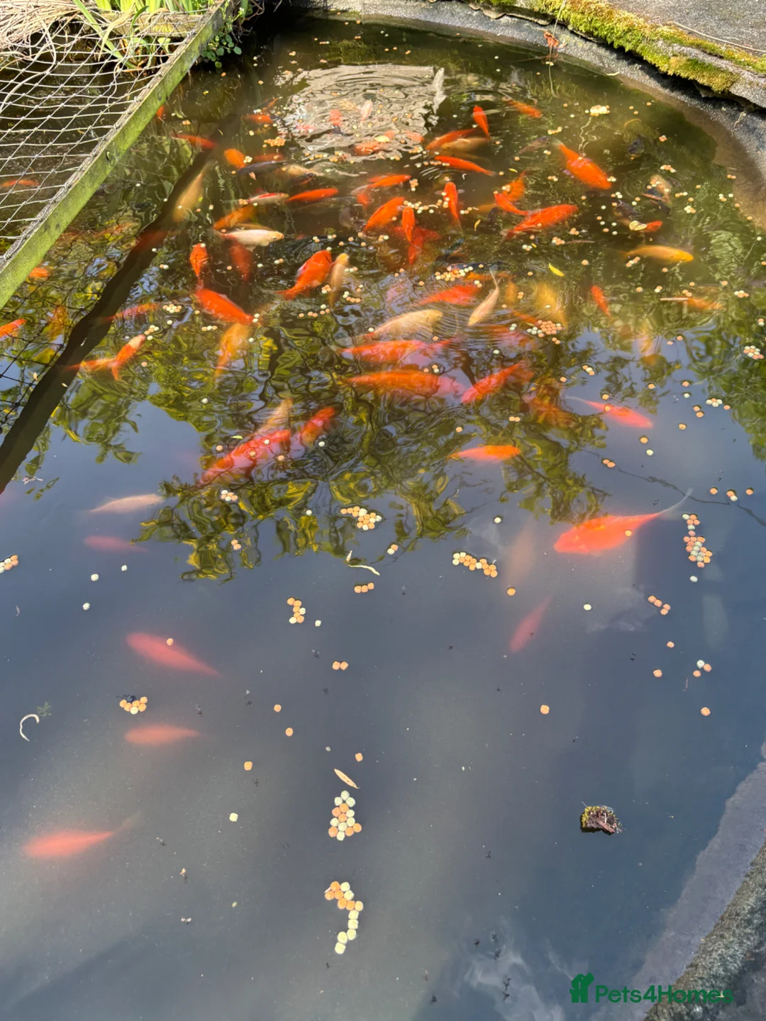 Fancy Goldfish fish for sale: Pond contents mix of goldfish and Koi? - Advert 2