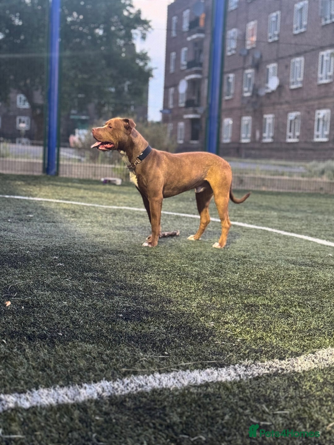 Mixed Breed dogs for sale: Kilo  - Image 3